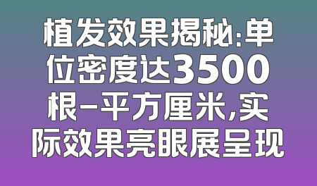 植发效果揭秘：单位密度达3500根-平方厘米，实际效果亮眼展呈现
